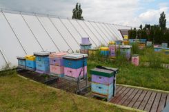 Pasieka na dachu ratusza i enklawy dla pszczół