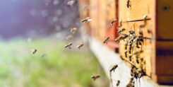 Pomoc dla pszczelarzy oraz wsparcie dla rolników, którzy ponieśli w 2020 r. straty spowodowane przez klęski żywiołowe