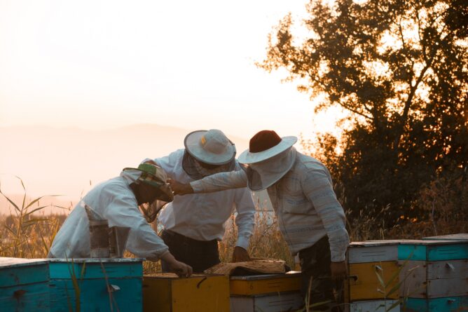 Aktualne działania pomocowe dla pszczelarzy