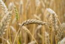 Pomoc dla producentów pszenicy lub kukurydzy – trwa nabór wniosków, będzie zmiana przepisów