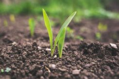 Rozkwit rolnictwa: Strategie i techniki efektywnego wysiewu zbóż ozimych i uprawy rzepaku