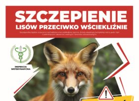 Wiosenna akcja szczepienia lisów na terenie województwa mazowieckiego
